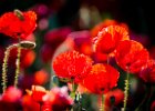2016-05 DSC 2545 Coquelicots-Ok : 003 NATURE, Coquelicot, Fleur, coquelicots, fleur, fleurs, flower, flowers, pavot poppy, poppies, poppy